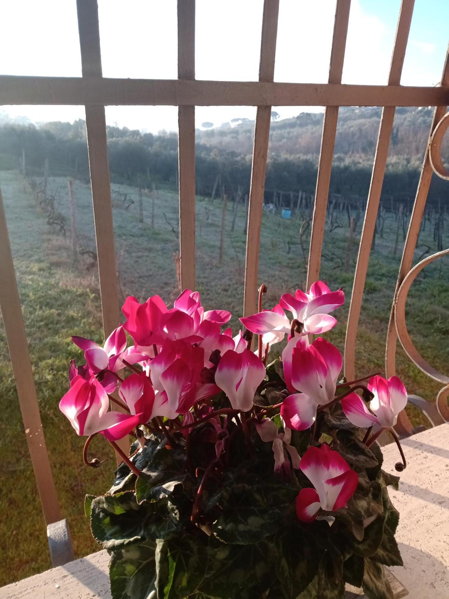 Poggio Agli Ulivi Βίλα Frascati Εξωτερικό φωτογραφία