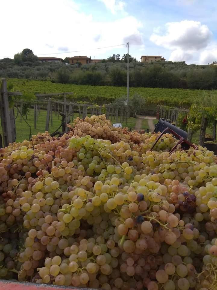Poggio Agli Ulivi Βίλα Frascati Εξωτερικό φωτογραφία